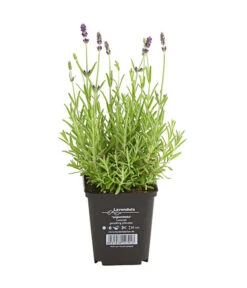Lavendel -Gartenbedarfsgeschäft 8034126 PR FS 001 LavandulaAngustifoliaT9HidcoteLavendelDehnerExpressHerzig