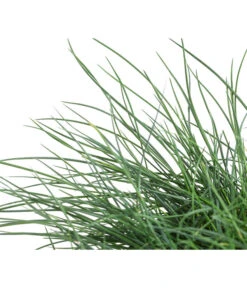 Blauschwingel 'Cool As Ice' 7 Blauschwingel 'Cool As Ice' -Gartenbedarfsgeschäft 8042558 WE DE 001 FestucaCinereaCoolAsIceBlauschwingelT14