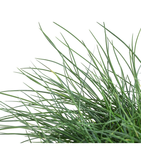 Blauschwingel 'Cool As Ice' 5 Blauschwingel 'Cool As Ice' – Bild 3