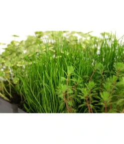 Wasserpflanzen-Set Sauerstoff, Verschiedene Sorten, 6er-Schale -Gartenbedarfsgeschäft 8048225 WE DE 001 WasserpflanzenSauerstoffSet6er