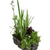 Wasserpflanzen-Set Biene, Verschiedene Sorten, 6er-Schale -Gartenbedarfsgeschäft 8048233 WE FS 001 WasserpflanzenInsektenparadiesBiene6er