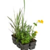 Wasserpflanzen-Set Libelle, Verschiedene Sorten, 6er-Schale -Gartenbedarfsgeschäft 8048241 WE FS 001 WasserpflanzenInsektenparadiesLibelle6er