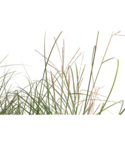 Chinaschilf 'Gracillimus' In Pflanztasche, Ca. B100 Cm -Gartenbedarfsgeschäft 8050288 WE DE 001 BigBagSichtschutzGraeserChinaschilfGracilimus