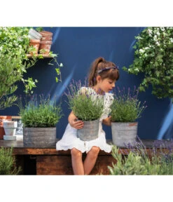 Duftlavendel, 6er-Schale -Gartenbedarfsgeschäft 8092108 WE MO 03 LavendelT13 GC14 2020 02