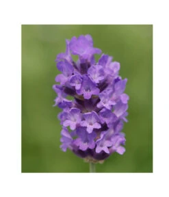 Lavendel 'No. 9' -Gartenbedarfsgeschäft 8094070 PR DE 001 DownderryNo9Helix