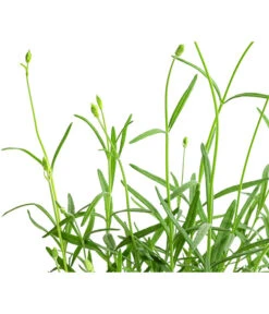 Lavendel 'No. 9' -Gartenbedarfsgeschäft 8094070 WE DE 001 LavandulaAngustifoliaNO9LavendelT13