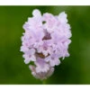 Lavendel 'Little Lottie' -Gartenbedarfsgeschäft 8094469 PR DE 001 DownderryLittleLottieHelixOnline