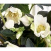Christrose 'HGC® Jesko' -Gartenbedarfsgeschäft 8095507 WE FS 002 ChristroseHGCJesko