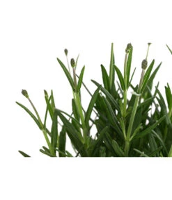 Lavendel 'Royal Blue' -Gartenbedarfsgeschäft 8097545 WE DE 001 LavendelRoyalBlue1L
