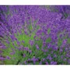 Lavendel 'Royal Blue' -Gartenbedarfsgeschäft 8097545 WE MO 010 8092108LavandulaLavendelBlau
