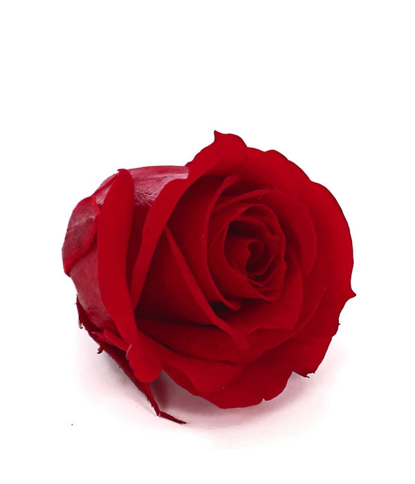 Longlife-Rose, Ca. Ø3 Cm 4 Longlife-Rose, Ca. Ø3 Cm – Bild 2