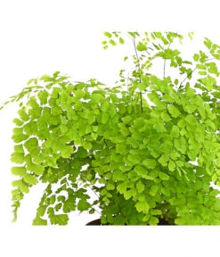 Frauenhaarfarn - Adiantum Raddianum -Gartenbedarfsgeschäft 8200537 WE DE FrauenhaarfarnHerzig