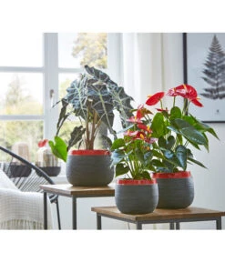 Große Flamingoblume - Anthurium Andreanum 'Adios', Verschiedene Sorten 25 Große Flamingoblume - Anthurium Andreanum 'Adios', Verschiedene Sorten -Gartenbedarfsgeschäft 8201253 8736266 8203408 PR MO 003 Anthurien02GC18