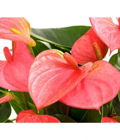 Große Flamingoblume - Anthurium Andreanum, Rosa -Gartenbedarfsgeschäft 8202855 PR DE 001 AnthurieAnthuriumAndreanumPinkChampionT21DehnerExpressHerzig