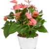 Große Flamingoblume - Anthurium Andreanum, Rosa -Gartenbedarfsgeschäft 8202855 PR FS 001 AnthurieAnthuriumAndreanumPinkChampionT21DehnerExpressHerzig