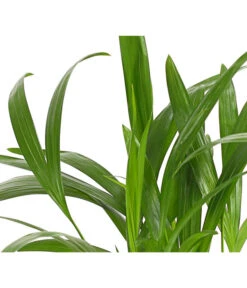 Goldfruchtpalme - Dypsis Lutescens -Gartenbedarfsgeschäft 8203572 WE DE 001 GoldfruchtpalmeChrysalidocarpusArecaT9DehnerExpressHerzig