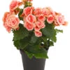 Elatior-Begonie - Begonia Elatior 'Borias®'