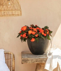 Hängebegonie, Verschiedene Sorten -Gartenbedarfsgeschäft 8208381 20220518 WE MO 001 BegonieOrange