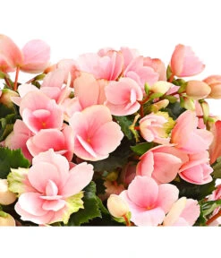 Freiland-Begonie 'Betulia' 13 Freiland-Begonie 'Betulia' -Gartenbedarfsgeschäft 8208845 WE DE 001 BetuliaGardenHerzig