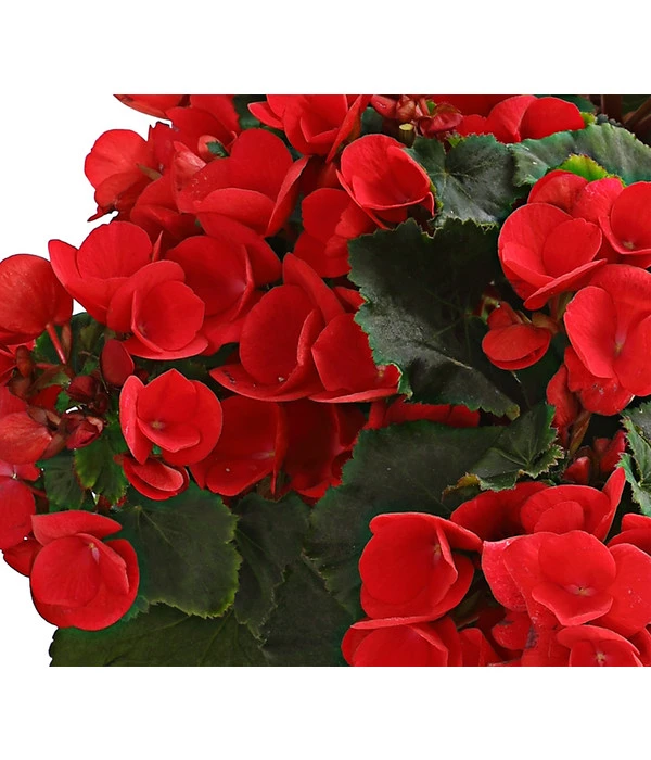 Freiland-Begonie 'Betulia' 7 Freiland-Begonie 'Betulia' – Bild 5