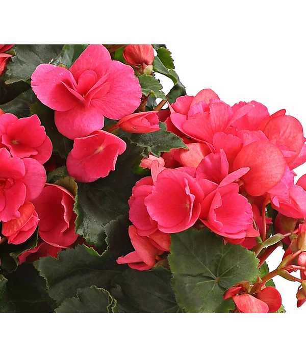 Freiland-Begonie 'Betulia' 8 Freiland-Begonie 'Betulia' – Bild 6