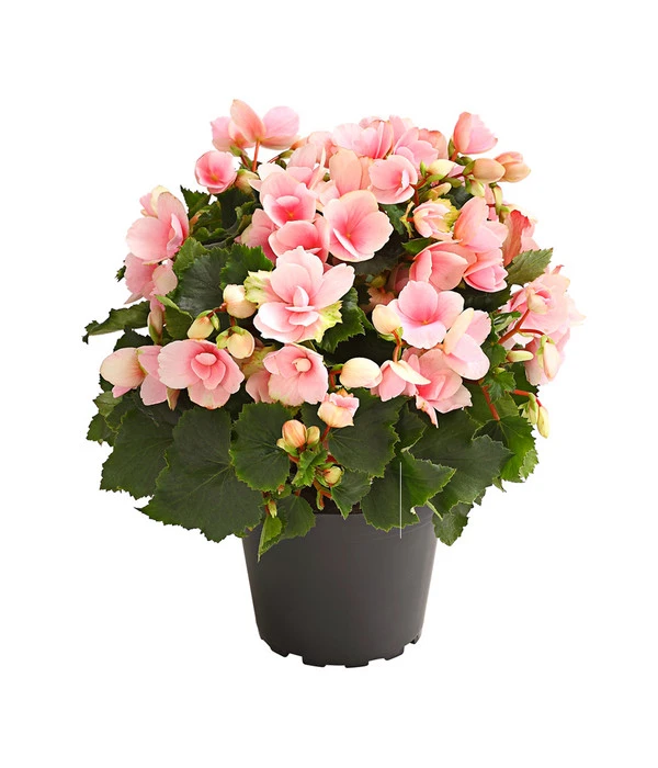 Freiland-Begonie 'Betulia' 3 Freiland-Begonie 'Betulia'