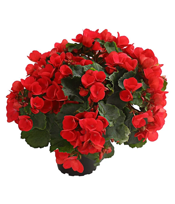 Freiland-Begonie 'Betulia' 4 Freiland-Begonie 'Betulia' – Bild 2