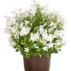 Glockenblume - Campanula Portenschlagiana 'Get Mee®' -Gartenbedarfsgeschäft 8211450 WE FS 001 GlockenblumeCampanulaWeissT10DehnerExpressHerzig