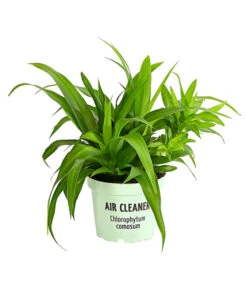 Grünlilie - Chlorophytum Comosum