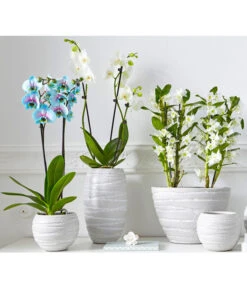 Schmetterlingsorchidee - Phalaenopsis Cultivars 'Blue Wonder' -Gartenbedarfsgeschäft 8212813 PR MO 001 BlueWonderDendrobiumSchmetterlingsorchideePhalaenopsisUveSauer2