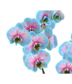Schmetterlingsorchidee - Phalaenopsis Cultivars 'Blue Wonder' -Gartenbedarfsgeschäft 8212813 WE DE 002 SchmetterlingsorchideePhalaenopsisBlueWonderHerzig