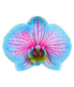 Schmetterlingsorchidee - Phalaenopsis Cultivars 'Blue Wonder' -Gartenbedarfsgeschäft 8212813 WE DE PhalaenopsisBlueWonderDetailSeptemer