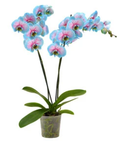 Schmetterlingsorchidee - Phalaenopsis Cultivars 'Blue Wonder'