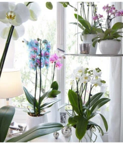 Schmetterlingsorchidee - Phalaenopsis Cultivars 'Blue Wonder' -Gartenbedarfsgeschäft 8212813 WE MO 001 PhalaenopsisBlueWonderDehnerSeptember20152