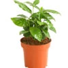 Kaffeepflanze - Coffea Arabica -Gartenbedarfsgeschäft 8215683 WE FS 001 KaffeepflanzeCoffeaArabicaT12DehnerExpressHerzig