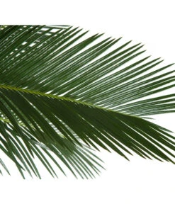 Sagopalmfarn - Cycas Revoluta -Gartenbedarfsgeschäft 8216236 BildD 001 PalmfarnCycasRevoluta45