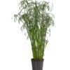 Zypergras - Cyperus Glaber 2 Zypergras - Cyperus Glaber -Gartenbedarfsgeschäft 8218463 PR FS 001 CyperusGlaborT23DehnerExpressHerzig