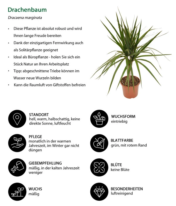 Zimmerpflanzen-Set Drachenhöhle, 4-teilig 9 Zimmerpflanzen-Set Drachenhöhle, 4-teilig – Bild 7