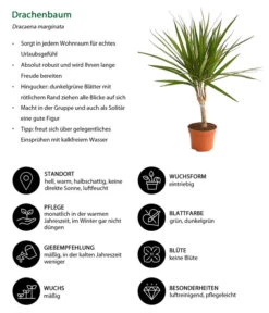 Zimmerpflanzen-Set Drachenhöhle, 4-teilig 16 Zimmerpflanzen-Set Drachenhöhle, 4-teilig -Gartenbedarfsgeschäft 8221335 WE IG 001 DrachenbaumDracaenaMarginataStammT11DehnerExpressHerzig