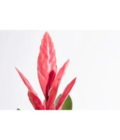 Vriesea - Bromelia Cultivars 'Intenso Pink' -Gartenbedarfsgeschäft 8223877 PR DE 001 VrieseaIntensoPinkT12DehnerExpressZS