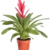 Vriesea - Bromelia Cultivars 'Intenso Pink' -Gartenbedarfsgeschäft 8223877 PR FS 001 VrieseaIntensoPinkT12DehnerExpressZS