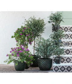 Kreuzblume, Stämmchen -Gartenbedarfsgeschäft 8225948 8591000 8591125 6705461 WE MO 001 PolygalaEucalyptus