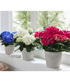 Hortensie - Hydrangea Macrophylla 13 Hortensie - Hydrangea Macrophylla -Gartenbedarfsgeschäft 8233751 8234965 8233777 WE MO 003 HortensienHydrangeamacrophyllaHortensieWeissBlauRot