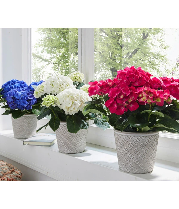 Hortensie - Hydrangea Macrophylla 6 Hortensie - Hydrangea Macrophylla – Bild 4