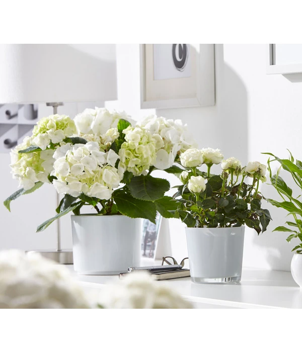 Hortensie - Hydrangea Macrophylla 5 Hortensie - Hydrangea Macrophylla – Bild 3