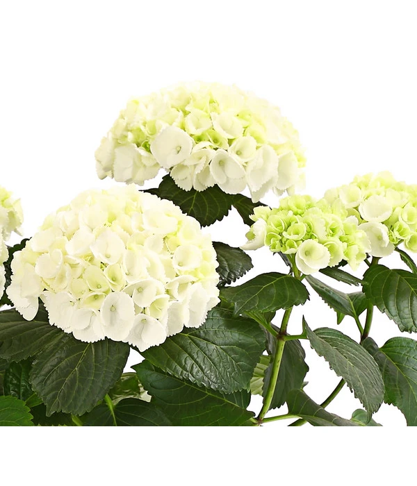 Hortensie - Hydrangea Macrophylla 10 Hortensie - Hydrangea Macrophylla – Bild 8