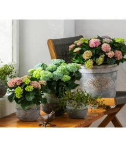 Drahtstrauch - Muehlenbeckia Complexa -Gartenbedarfsgeschäft 8236713 WE MO 001 HortensieMagicalMidiMixT10HydrangeaMacrophylla