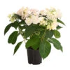Hortensie 'Love You Kiss' 1 Hortensie 'Love You Kiss' -Gartenbedarfsgeschäft 8240046 PR FS 001 HortensieHydrangeaMacrophyllaLoveYouKissOWT14DehnerExpressHerzig