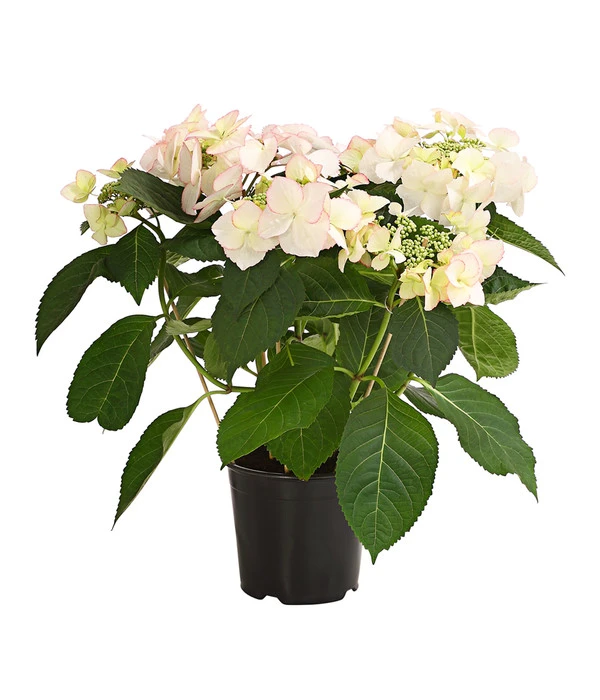 Hortensie 'Love You Kiss' 3 Hortensie 'Love You Kiss'