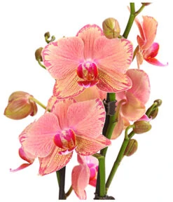 Schmetterlingsorchidee - Phalaenopsis Cultivars, Sonderfarben -Gartenbedarfsgeschäft 8240376 WE DE 001 SchmetterlingsorchideePhalaenopsisPiratePicotee2TrieberPremiumT12DehnerExpressHerzig